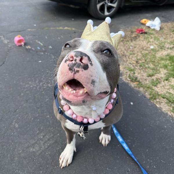 Enlarge Lumi, a ADOPTABLE Mixed Breed in Chester, PA image 3/6