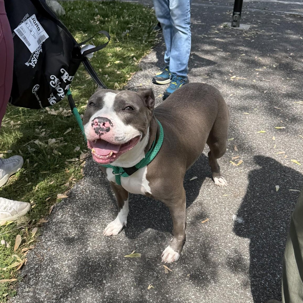 Enlarge Lumi, a ADOPTABLE Mixed Breed in Chester, PA image 4/6