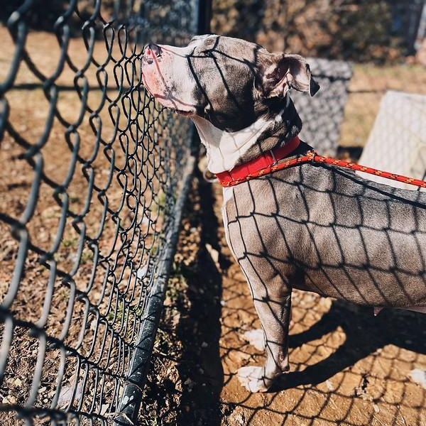 Enlarge Lumi, a ADOPTABLE Mixed Breed in Chester, PA image 2/5