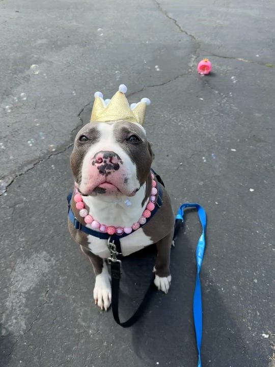 Enlarge Lumi, a ADOPTABLE Mixed Breed in Chester, PA video 5/6