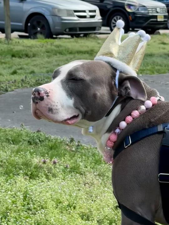 Enlarge Lumi, a ADOPTABLE Mixed Breed in Chester, PA video 6/6