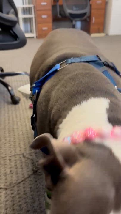 Enlarge Lumi, a Adoptable Mixed Breed in Chester, PA video 6/6