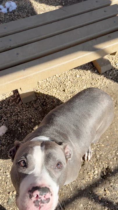 Enlarge Lumi, a ADOPTABLE Mixed Breed in Chester, PA video 5/5