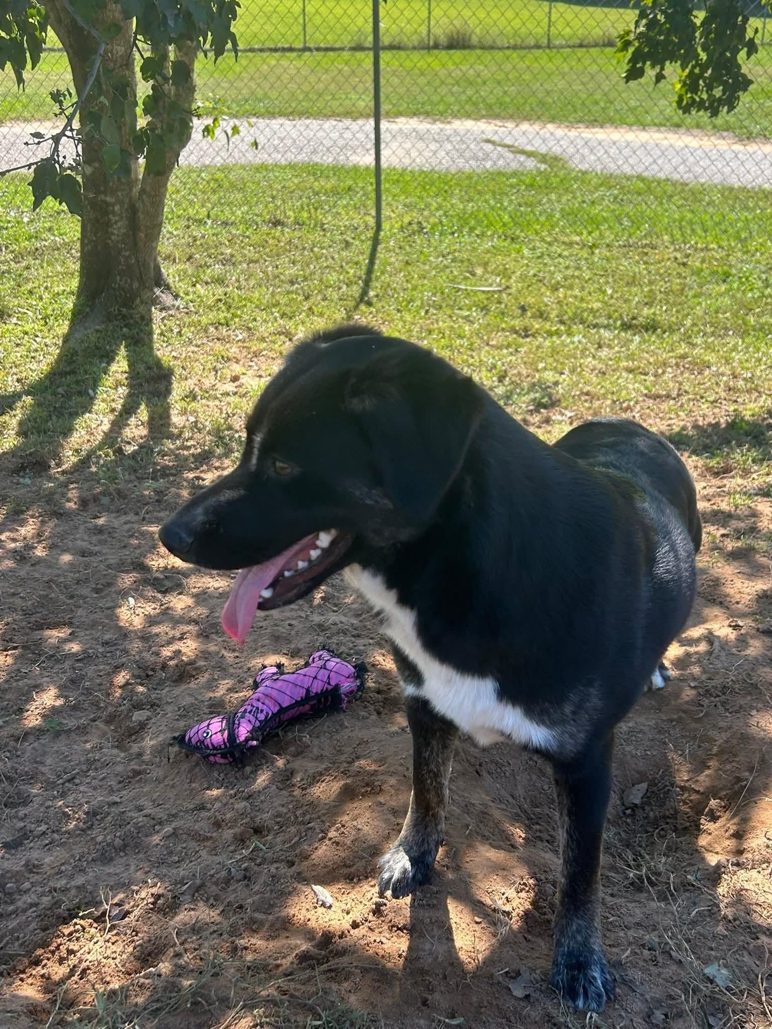 Cookie, a Adoptable mixed breed in Foley, AL image 2/3