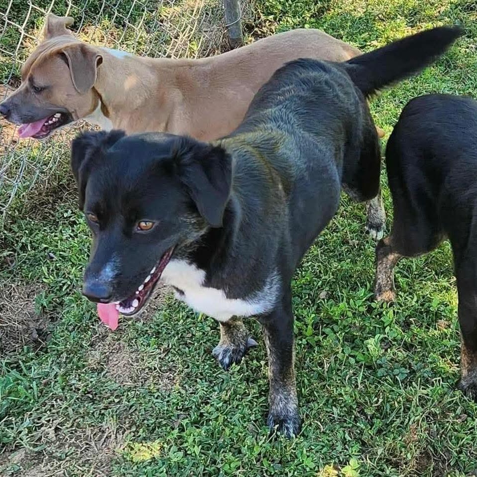 Cookie, a Adoptable mixed breed in Foley, AL image 3/3