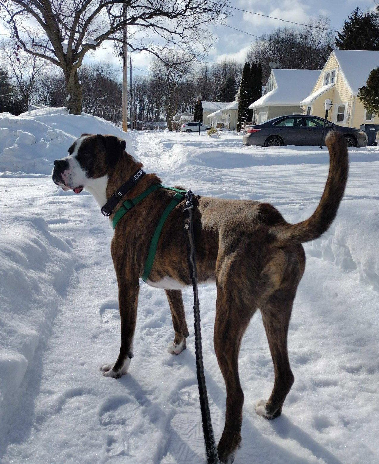 Hercules, a Adoptable Boxer in Rochester, NY image 1/3