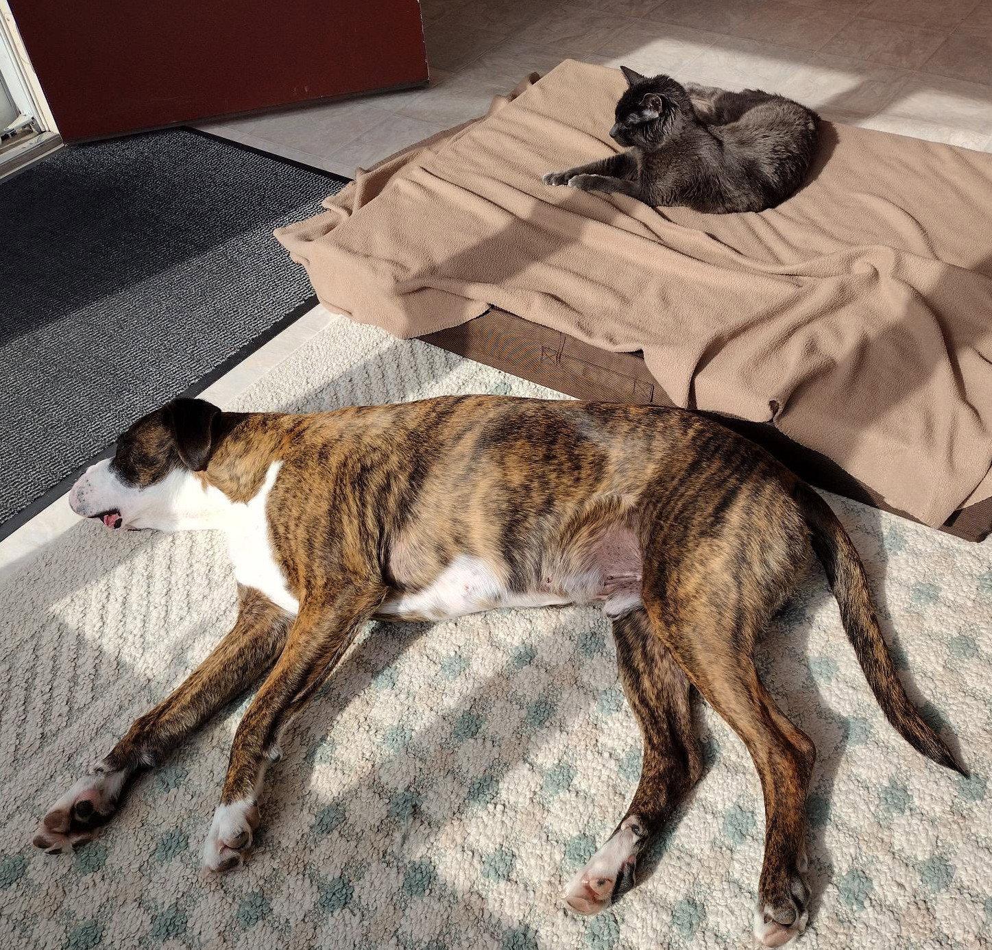 Hercules, a Adoptable Boxer in Rochester, NY image 2/3