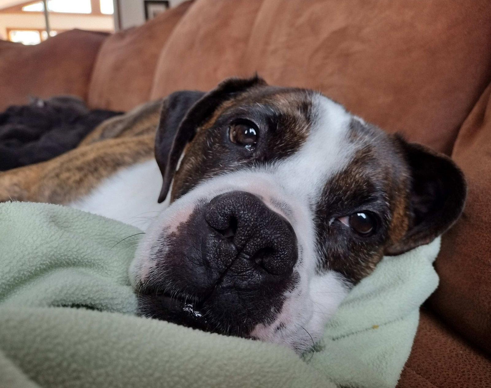 Hercules, a Adoptable Boxer in Rochester, NY image 3/3