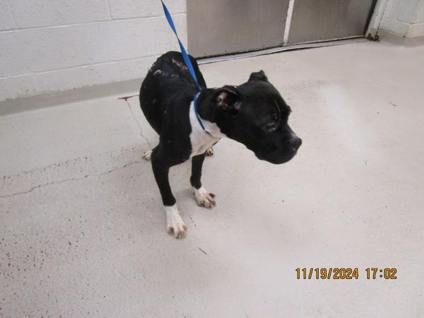 Sassy(856), a Adoptable mixed breed in Marietta, GA image 2/3