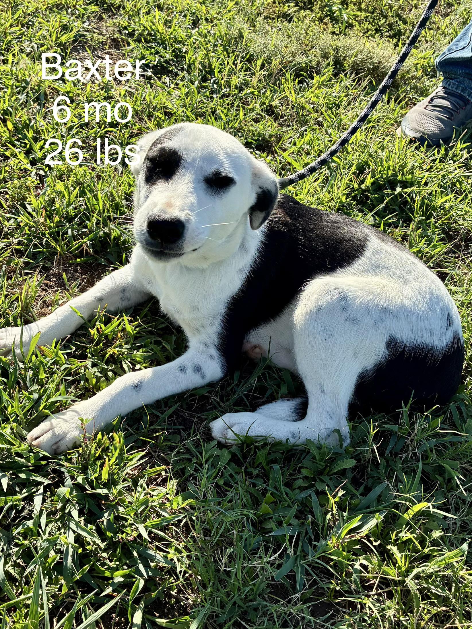 Enlarge Birdie, a Adoptable mixed breed in Welling, OK image 1/1