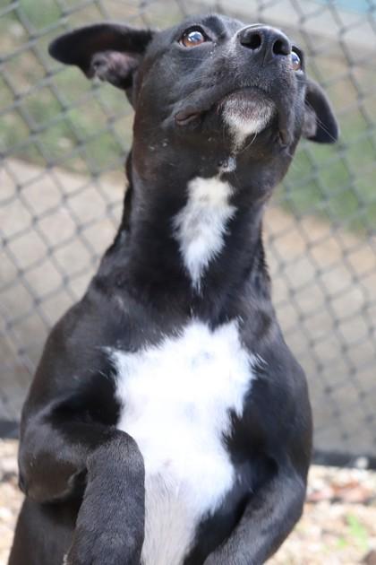 Meryn, Adoptable, Adult Female Pit Bull Terrier & Mixed Breed.