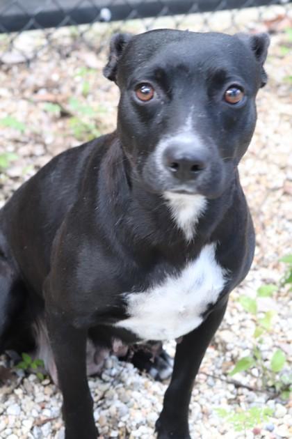 Meryn, a Adoptable mixed breed in New Orleans, LA image 2/3