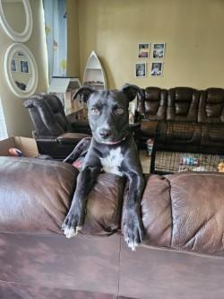 Meryn, a Adoptable mixed breed in New Orleans, LA image 3/3