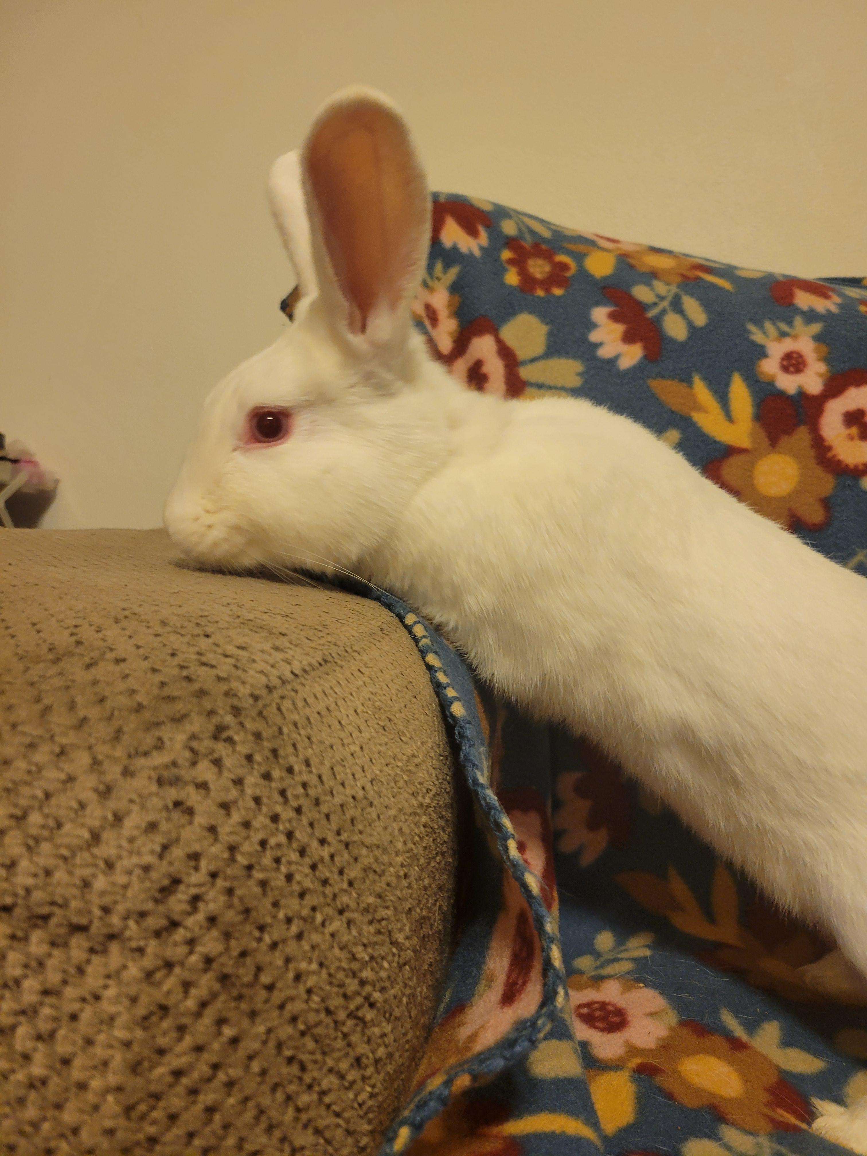 Enlarge Fidget, a Adoptable New Zealand in Ames, IA image 4/4