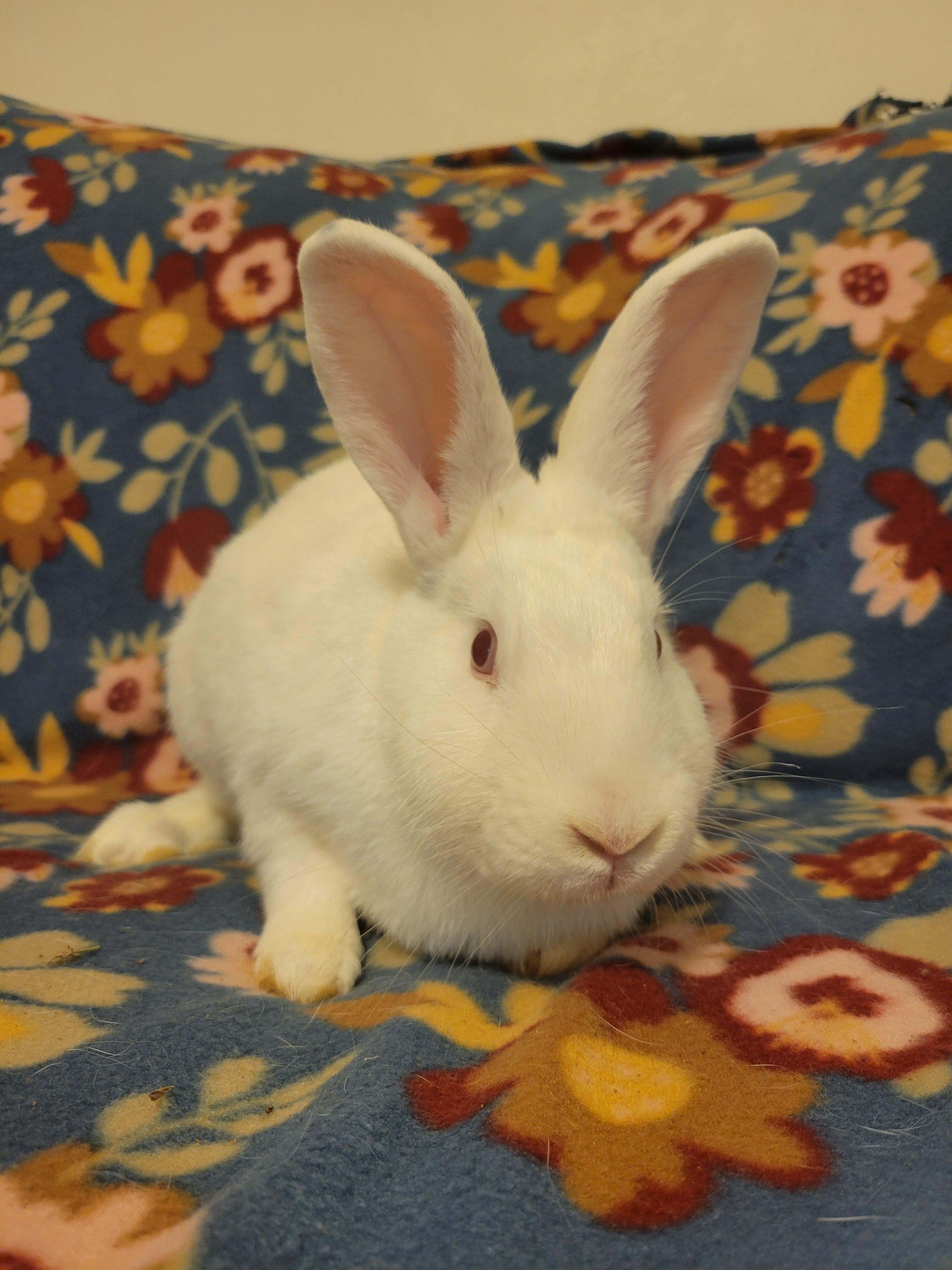Enlarge Fidget, a Adoptable New Zealand in Ames, IA image 3/4