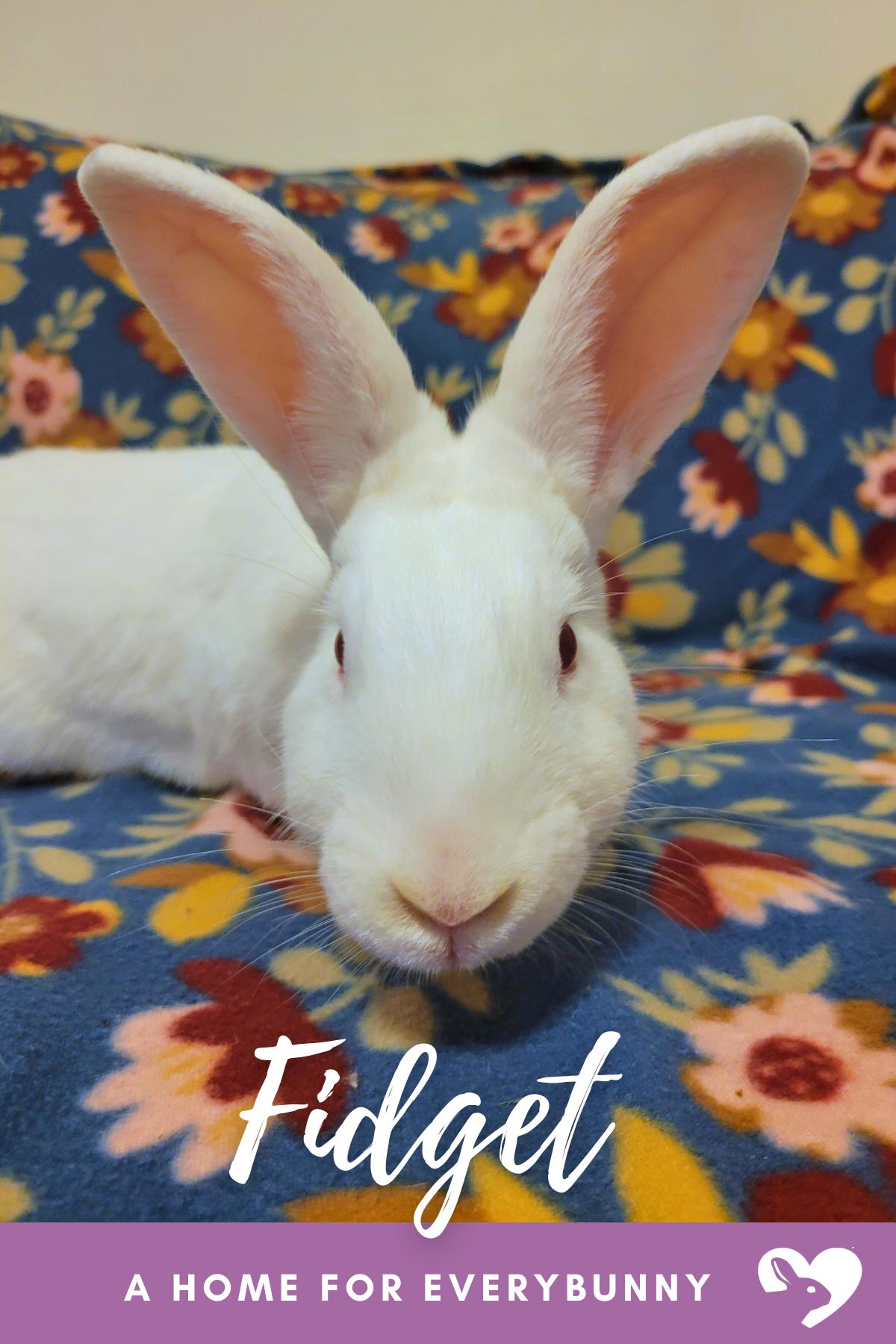 Fidget, Adoptable, Young Male New Zealand.