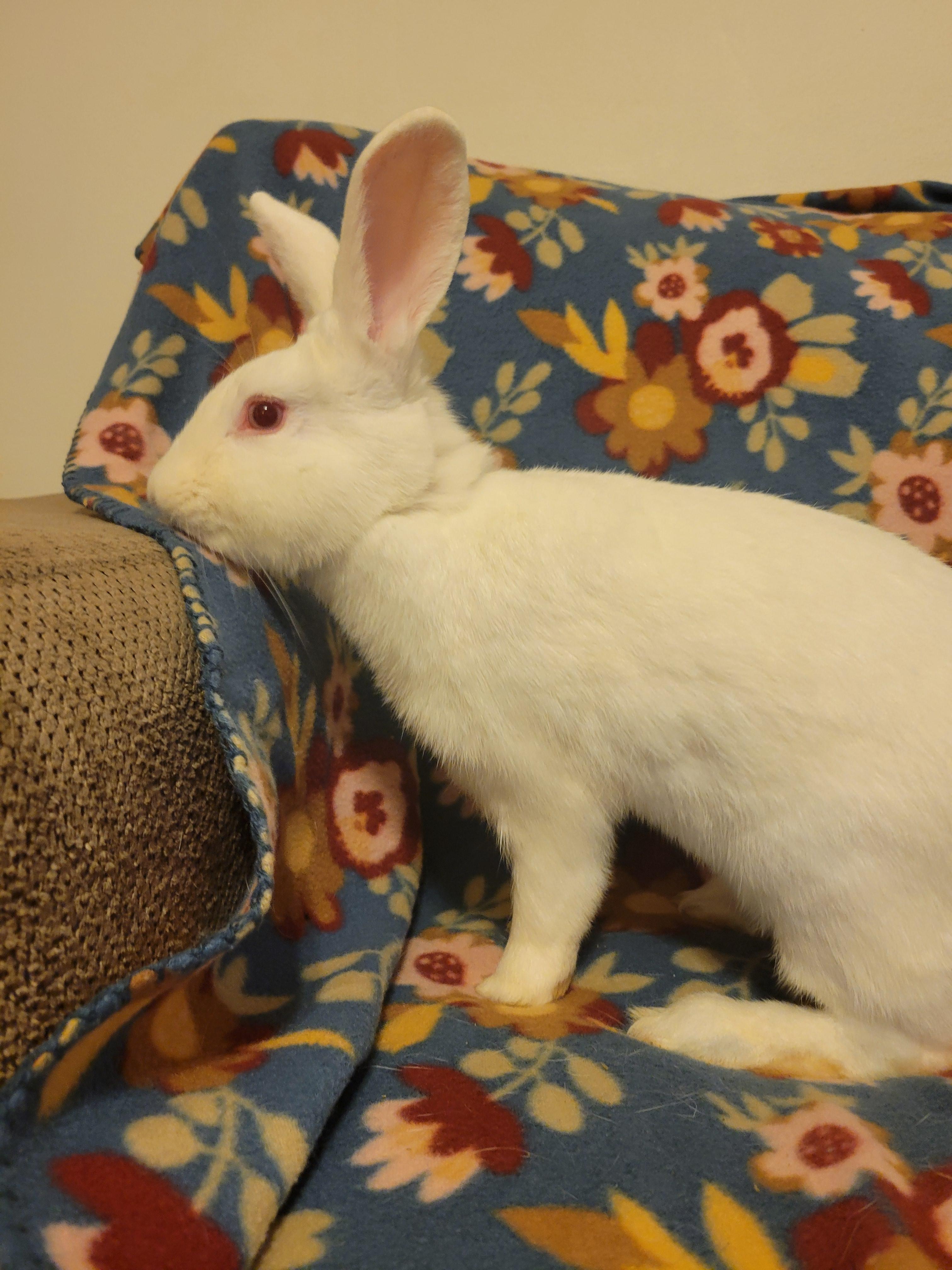 Enlarge Fidget, a Adoptable New Zealand in Ames, IA image 2/4
