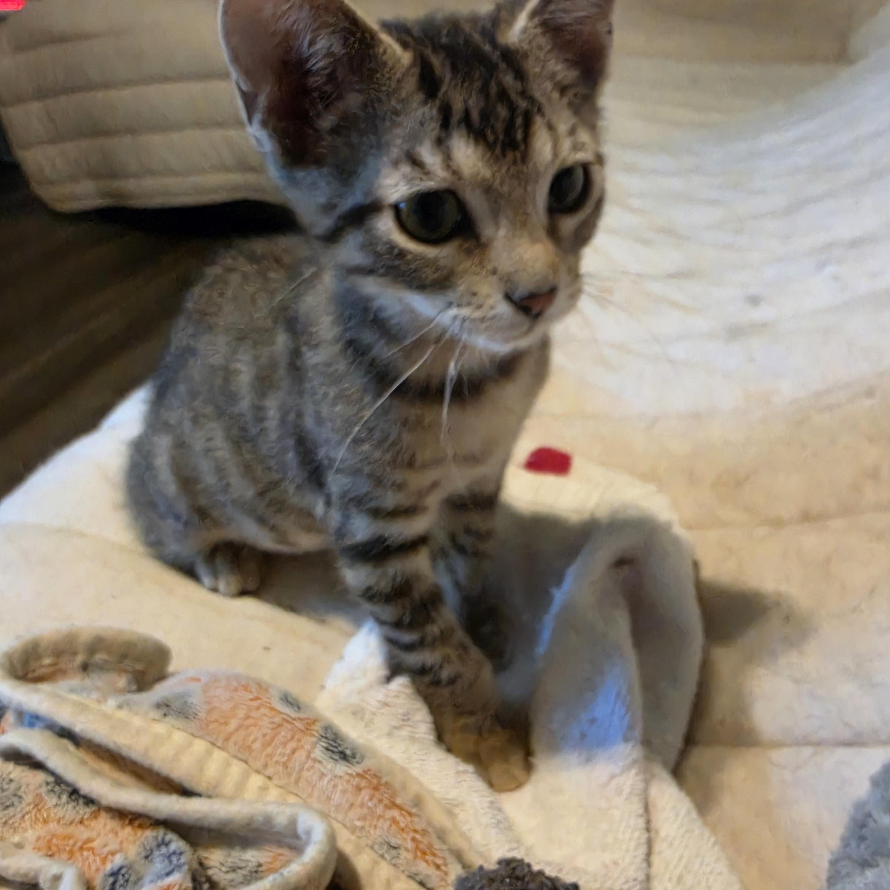 Raine, an adopted Tabby in Horseshoe Bend, AR image 5/6