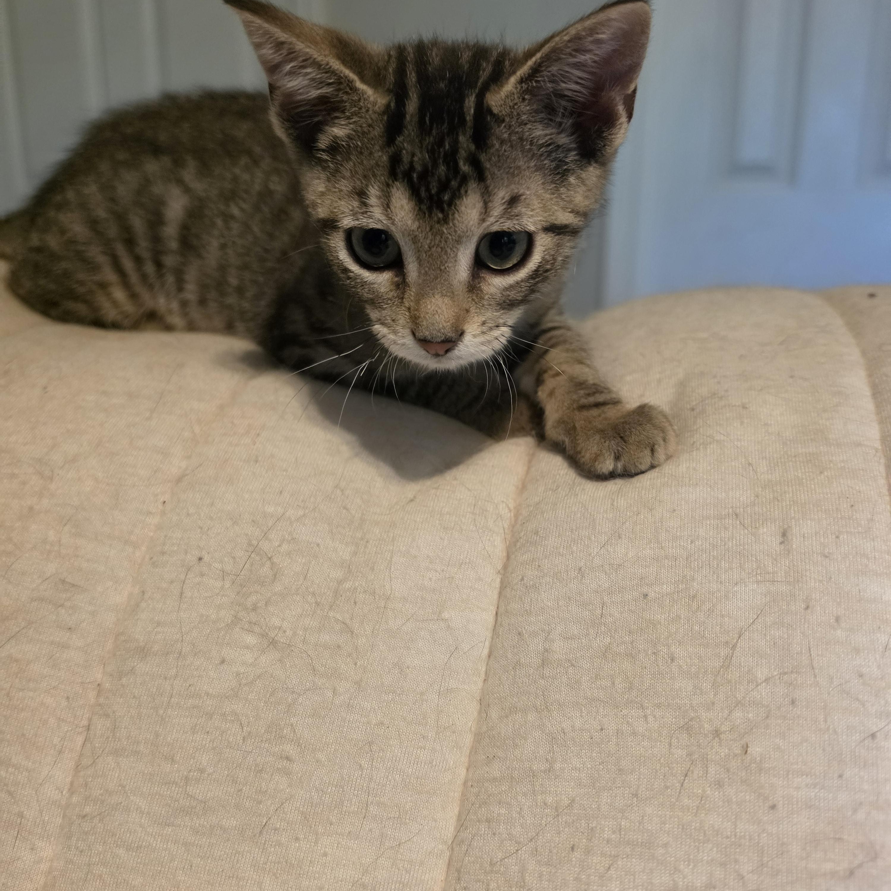 Raine, an adopted Tabby in Horseshoe Bend, AR image 2/6
