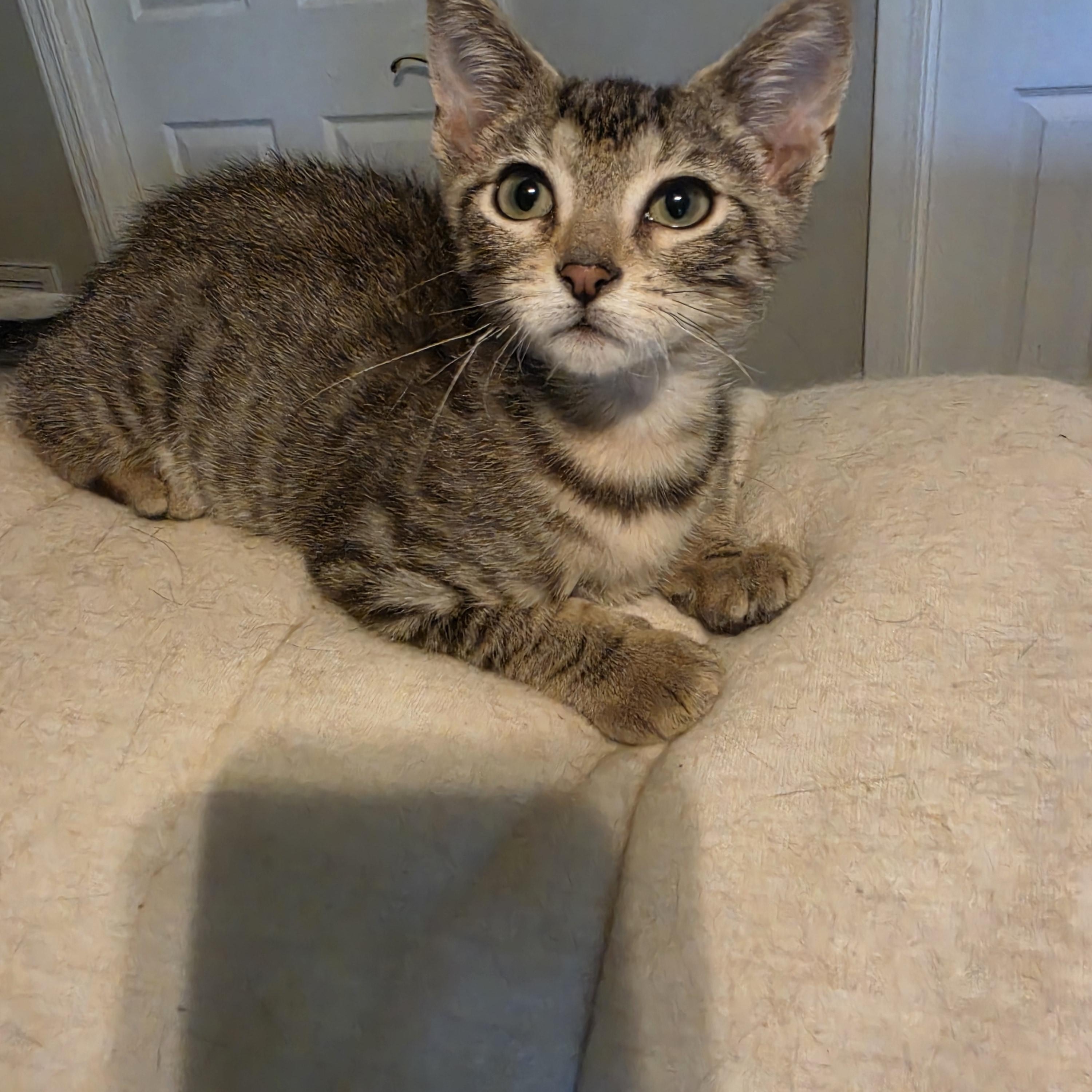 Raine, an adopted Tabby in Horseshoe Bend, AR image 1/6