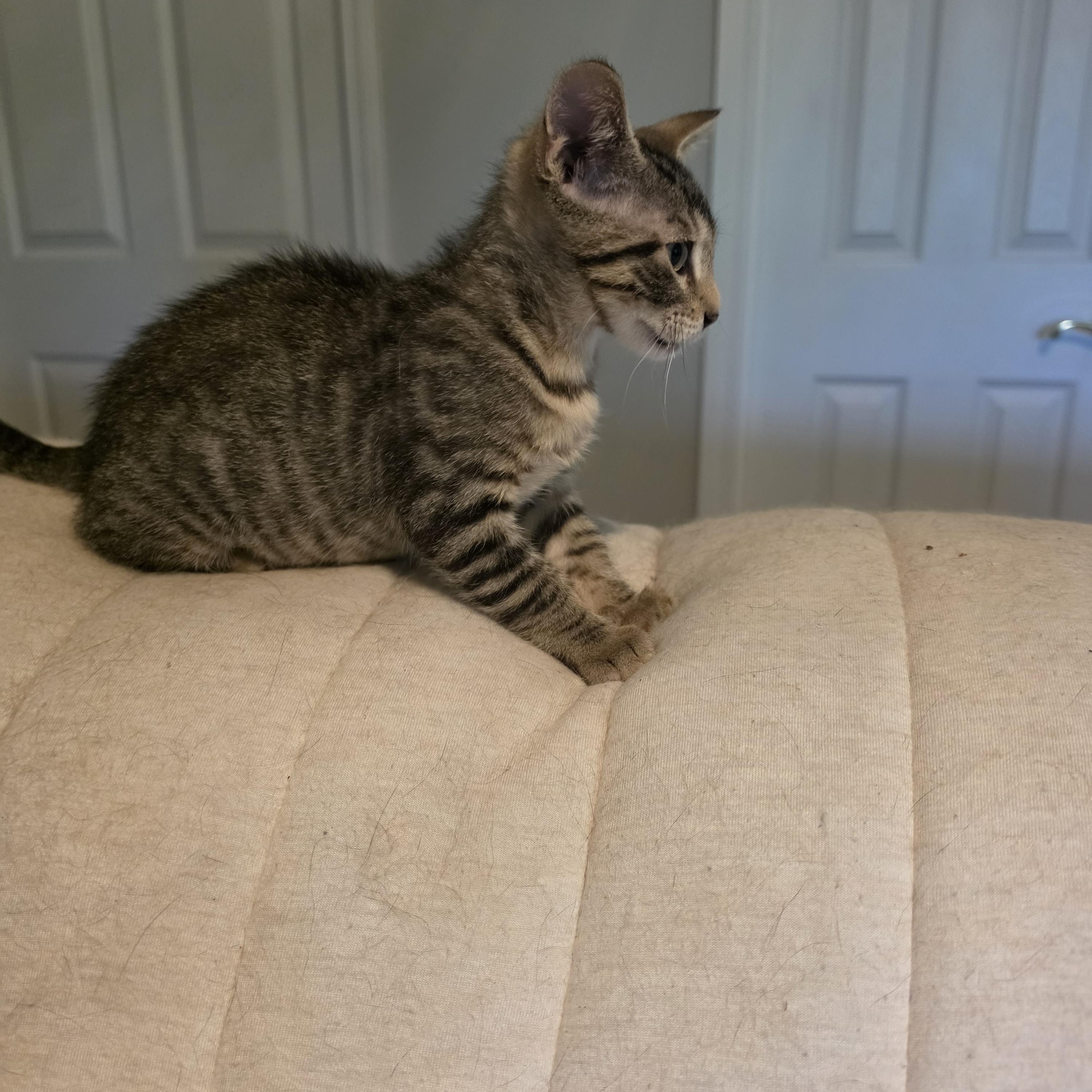 Raine, an adopted Tabby in Horseshoe Bend, AR image 4/6