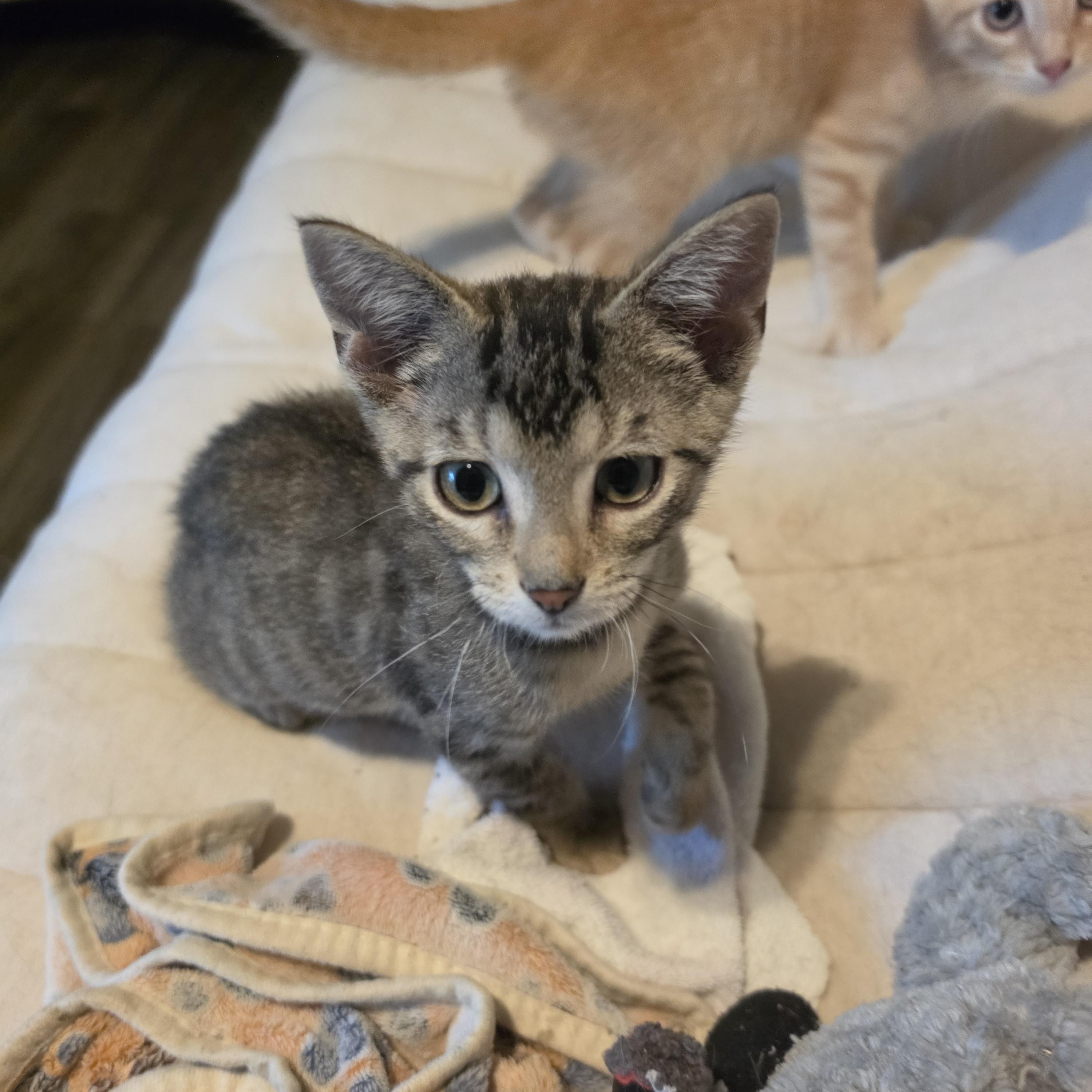Raine, an adopted Tabby in Horseshoe Bend, AR image 3/6