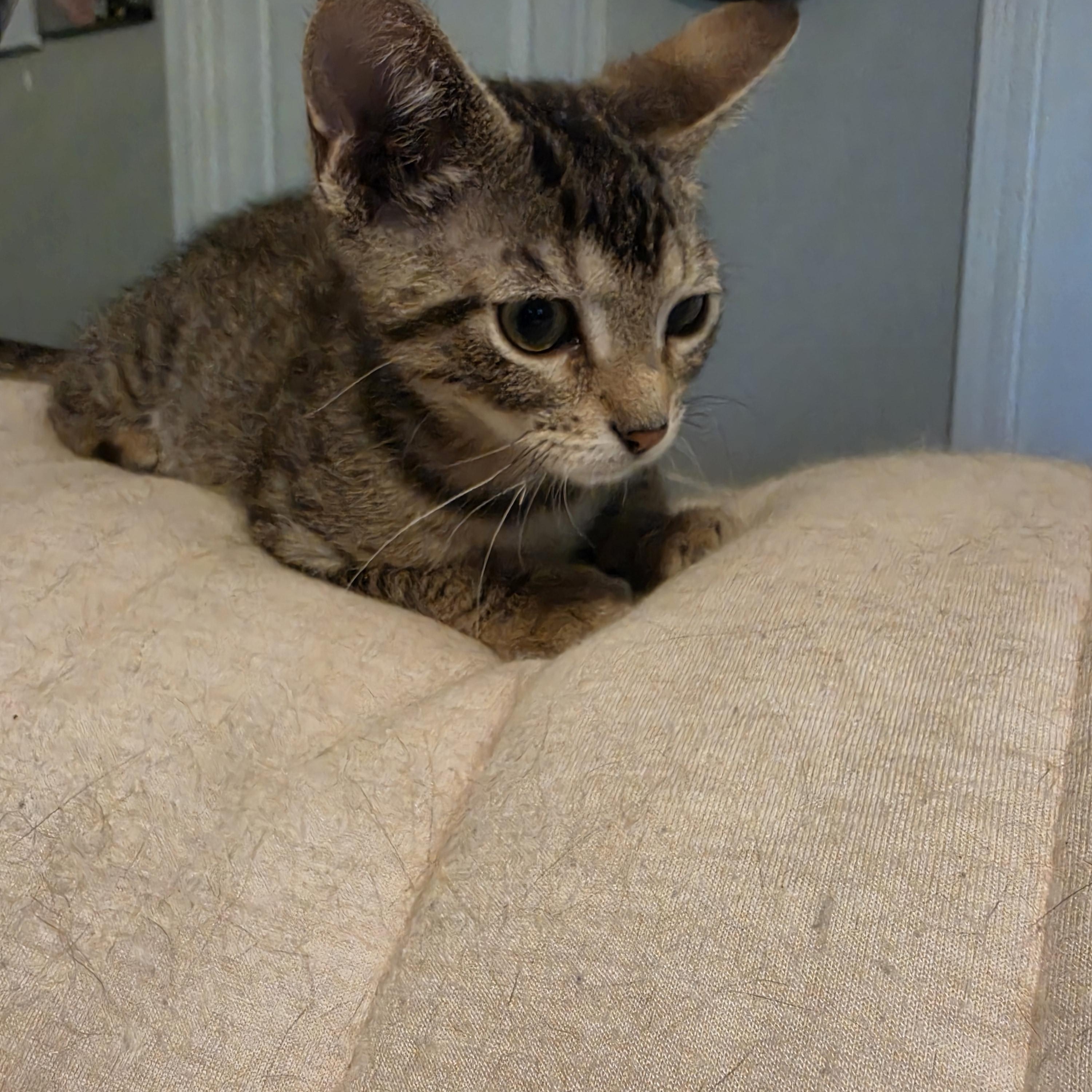 Raine, an adopted Tabby in Horseshoe Bend, AR image 6/6
