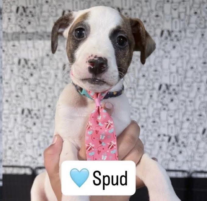 Enlarge Spud, a ADOPTABLE mixed breed in Lutz, FL image 1/1