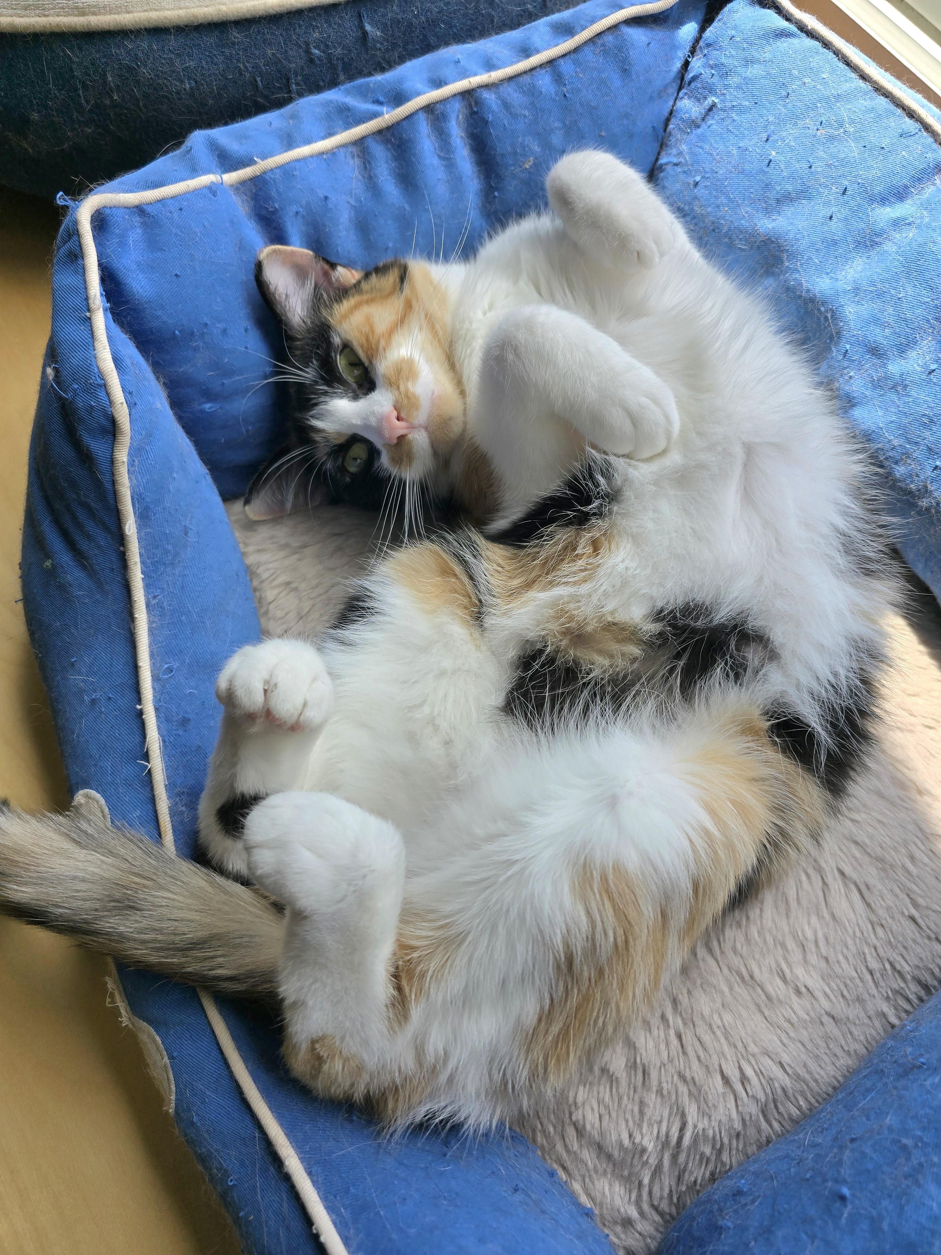Katie, an adoptable Domestic Short Hair in Fargo, ND, 58104 | Photo Image 3