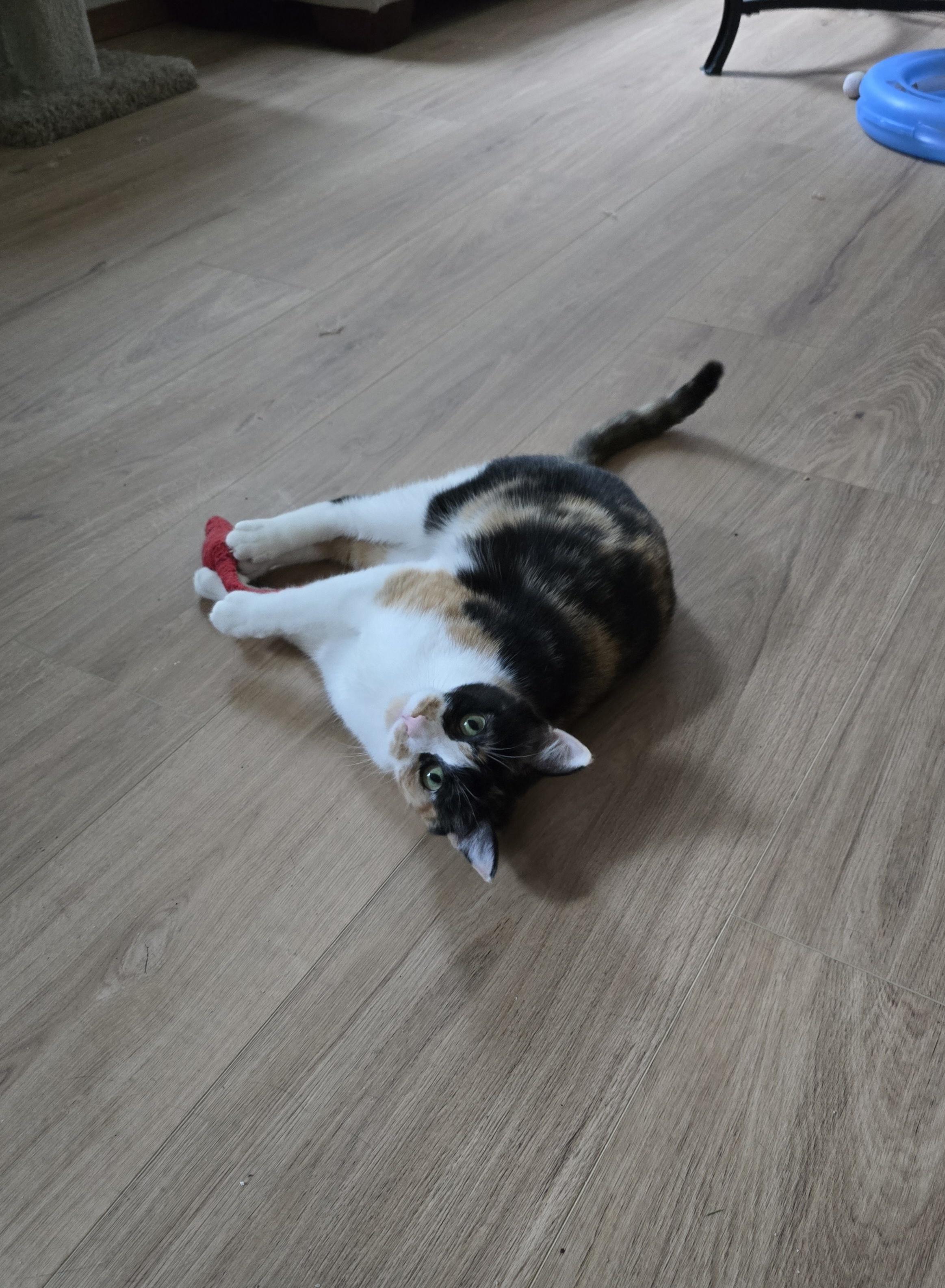 Enlarge Katie, a Adoptable mixed breed in Fargo, ND image 4/4