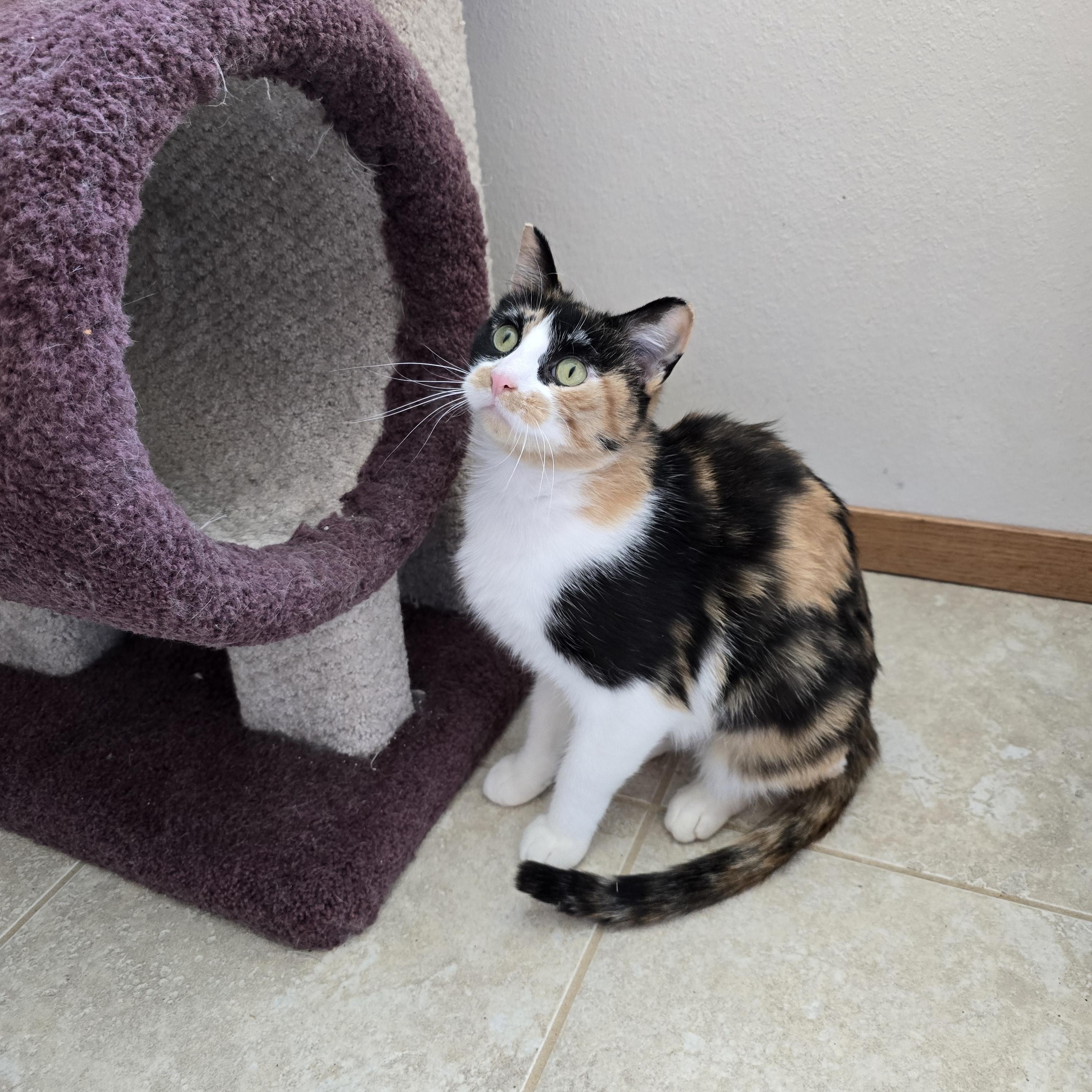 Katie, an adoptable Domestic Short Hair in Fargo, ND, 58104 | Photo Image 5
