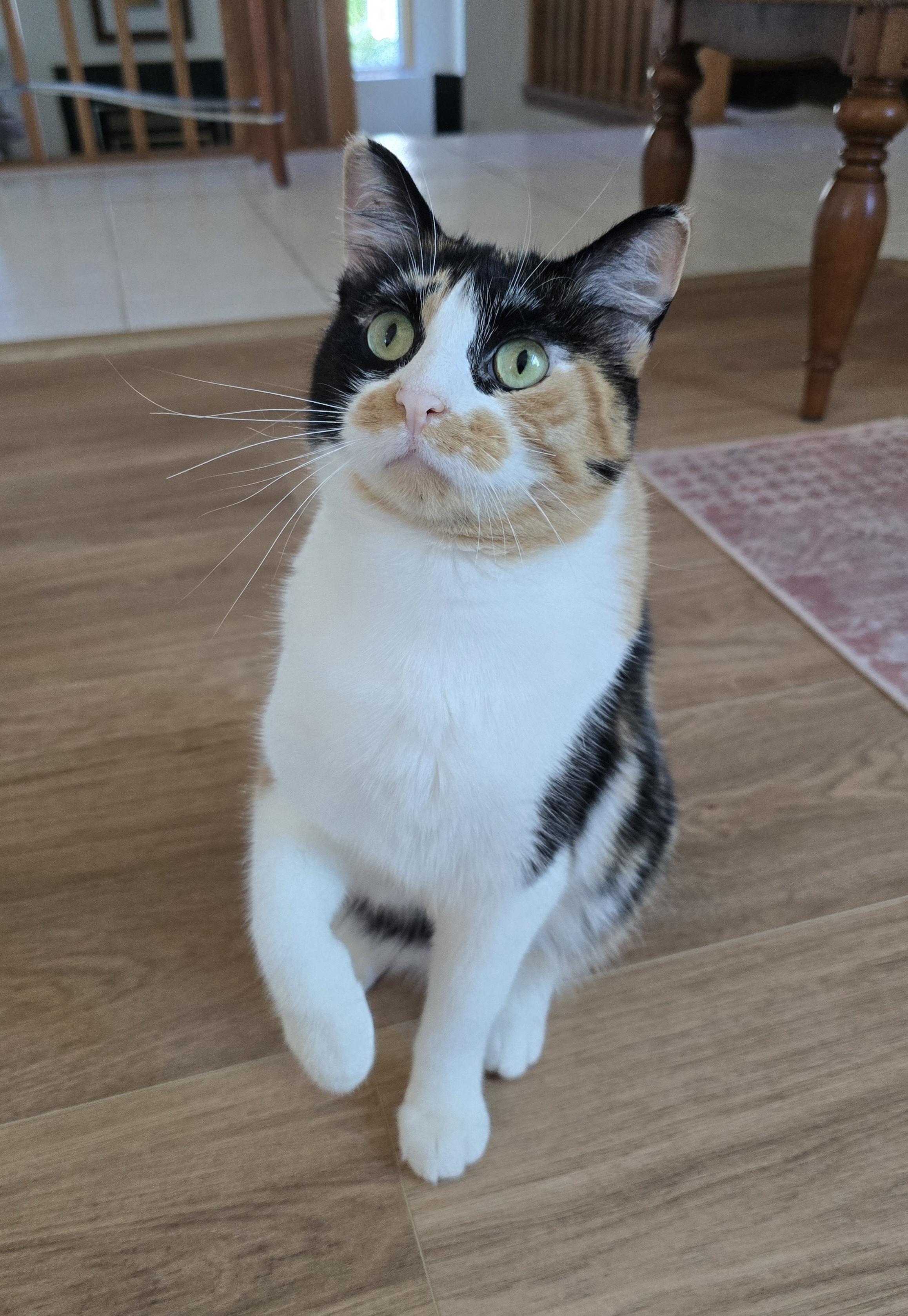 Katie, an adoptable Domestic Short Hair in Fargo, ND, 58104 | Photo Image 1