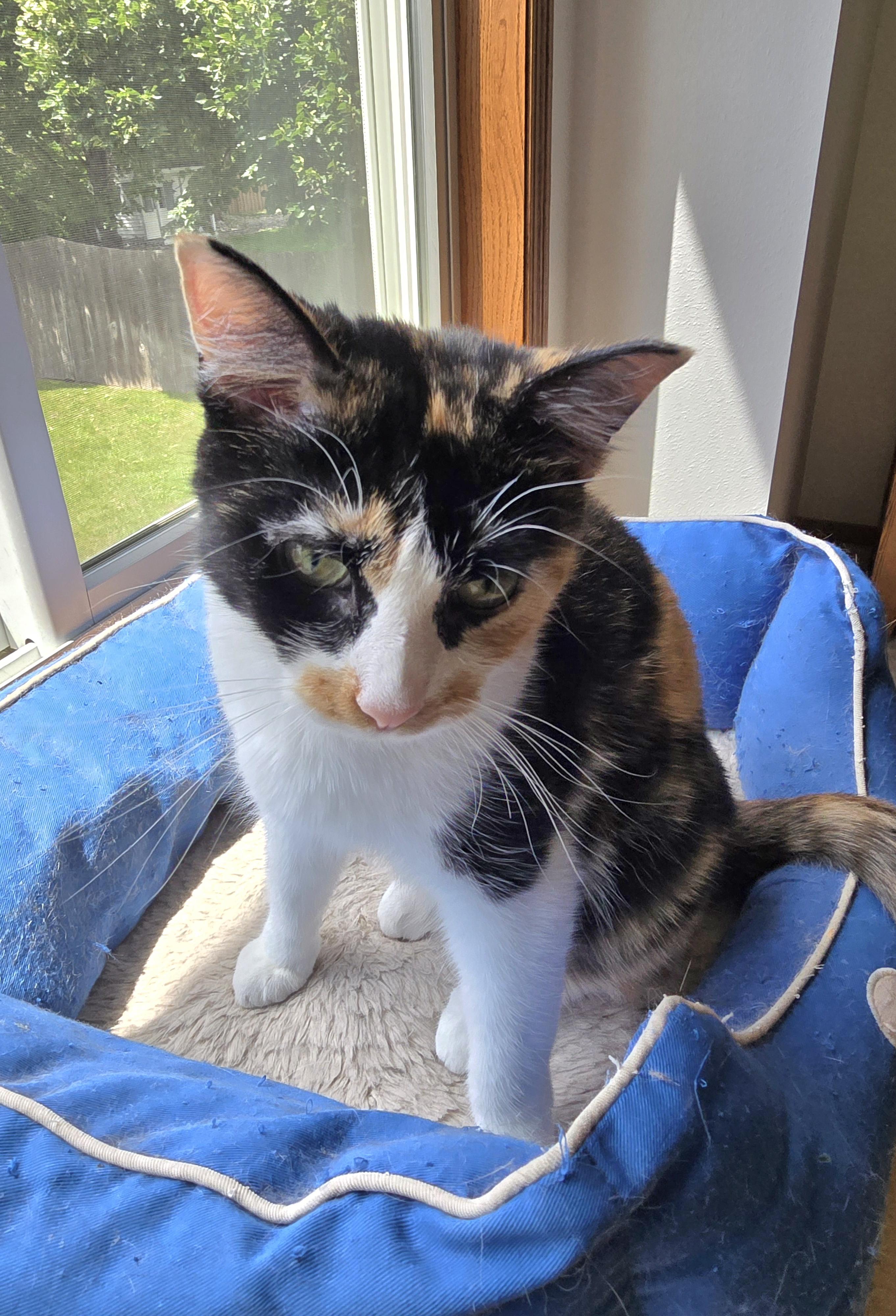 Katie, an adoptable Domestic Short Hair in Fargo, ND, 58104 | Photo Image 2