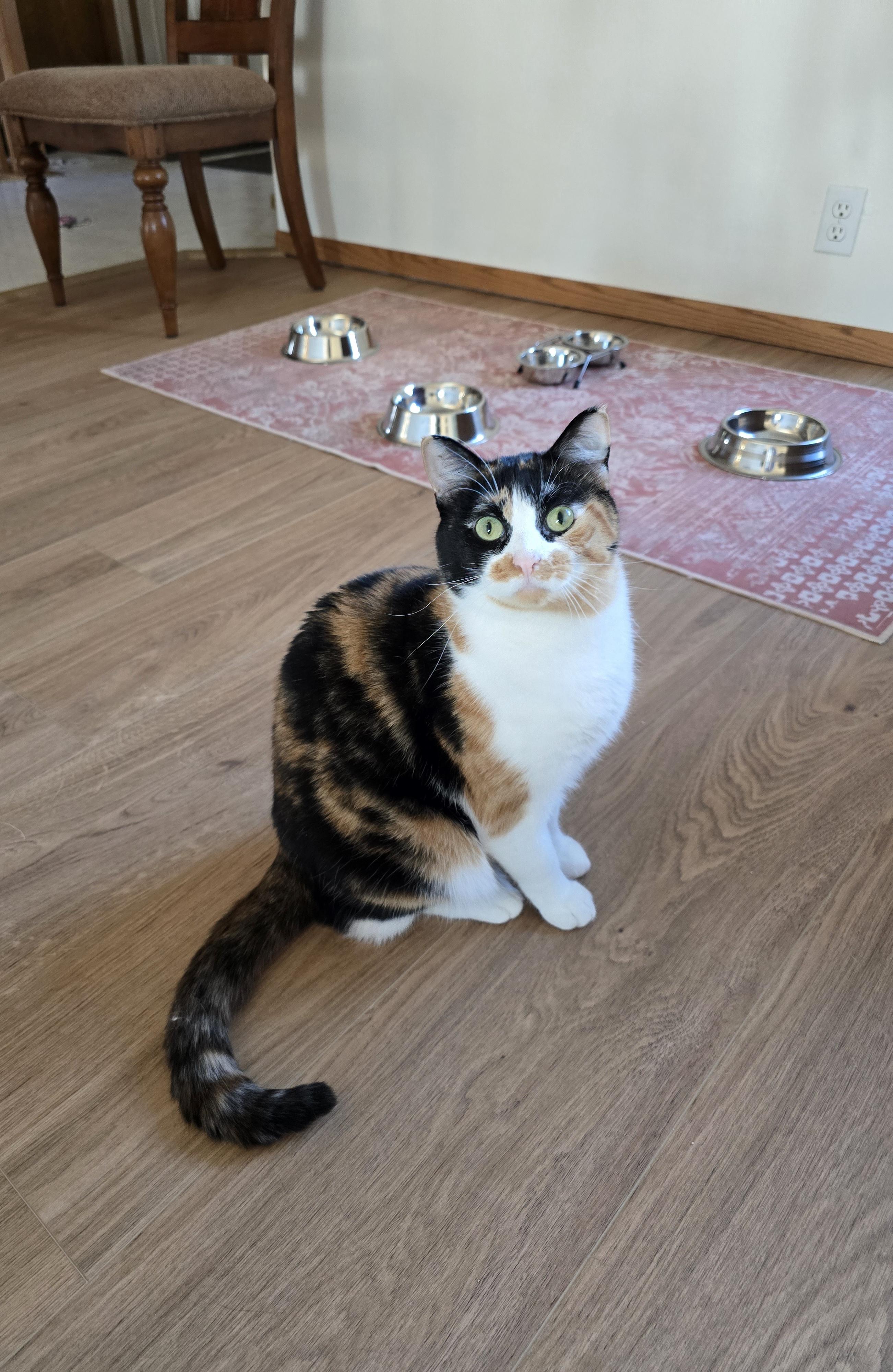 Enlarge Katie, a Adoptable mixed breed in Fargo, ND image 2/4