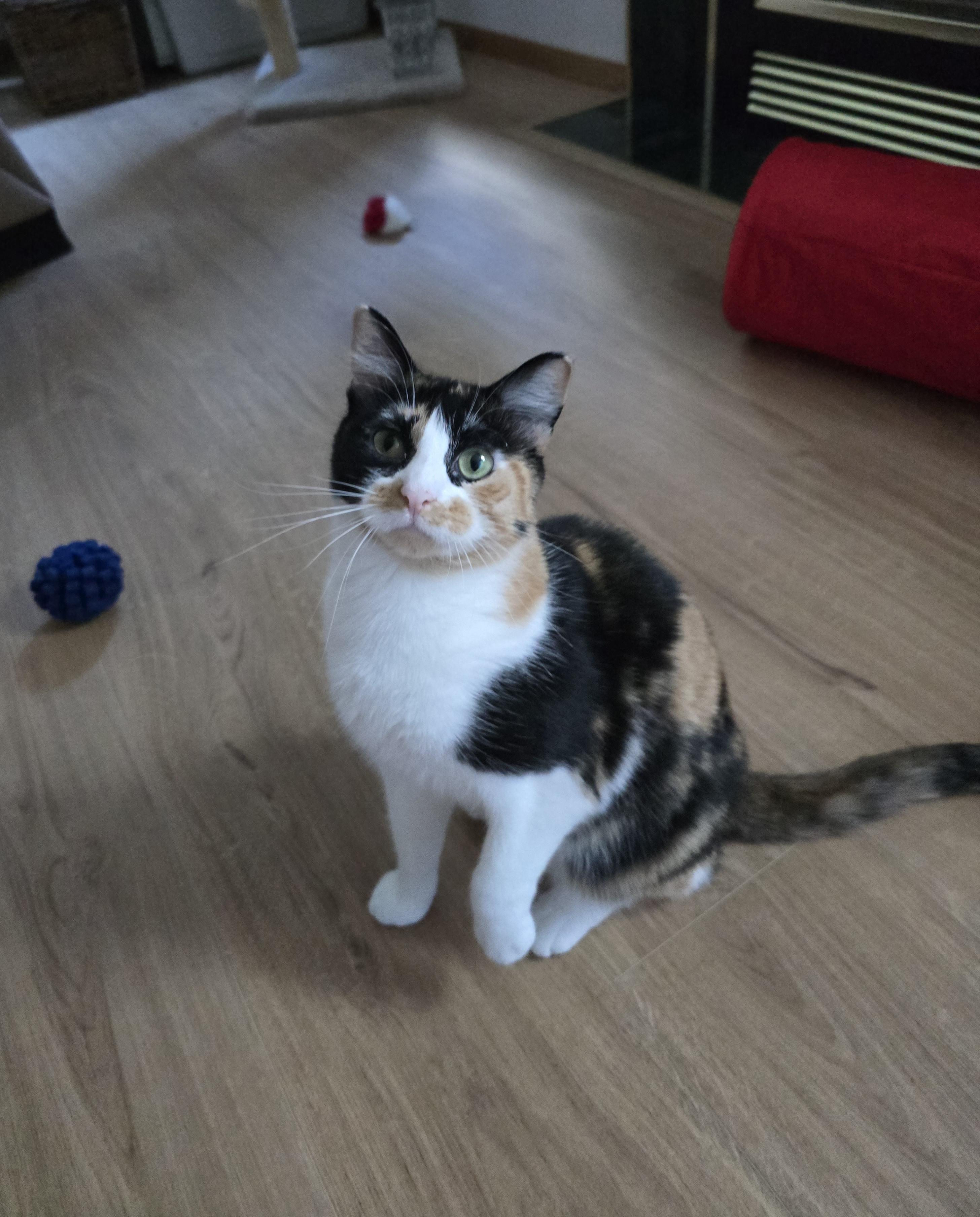 Katie, Adoptable, Adult Female Domestic Short Hair.