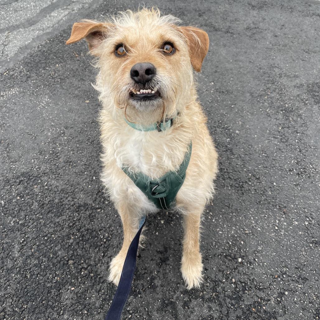 Cooper, Adoptable, Adult Male Standard Schnauzer & Golden Retriever.