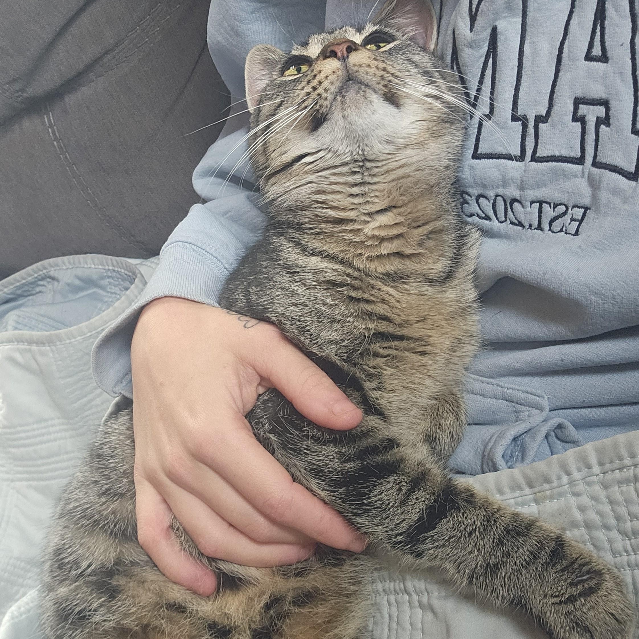 Enlarge Bo Peep, an adopted Tabby in Bennington, VT image 1/4