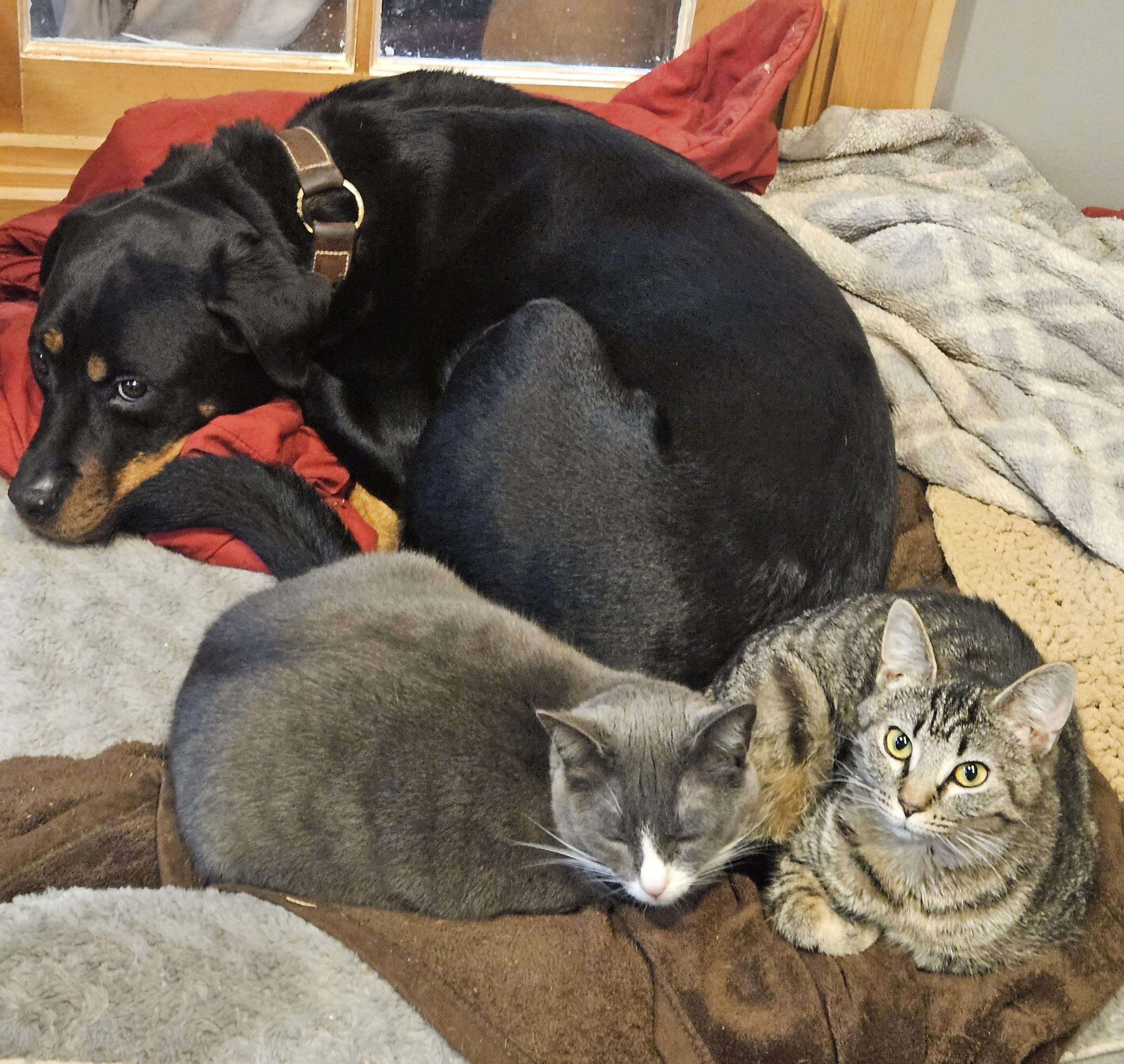 Enlarge Bo Peep, an adopted Tabby in Bennington, VT image 3/4