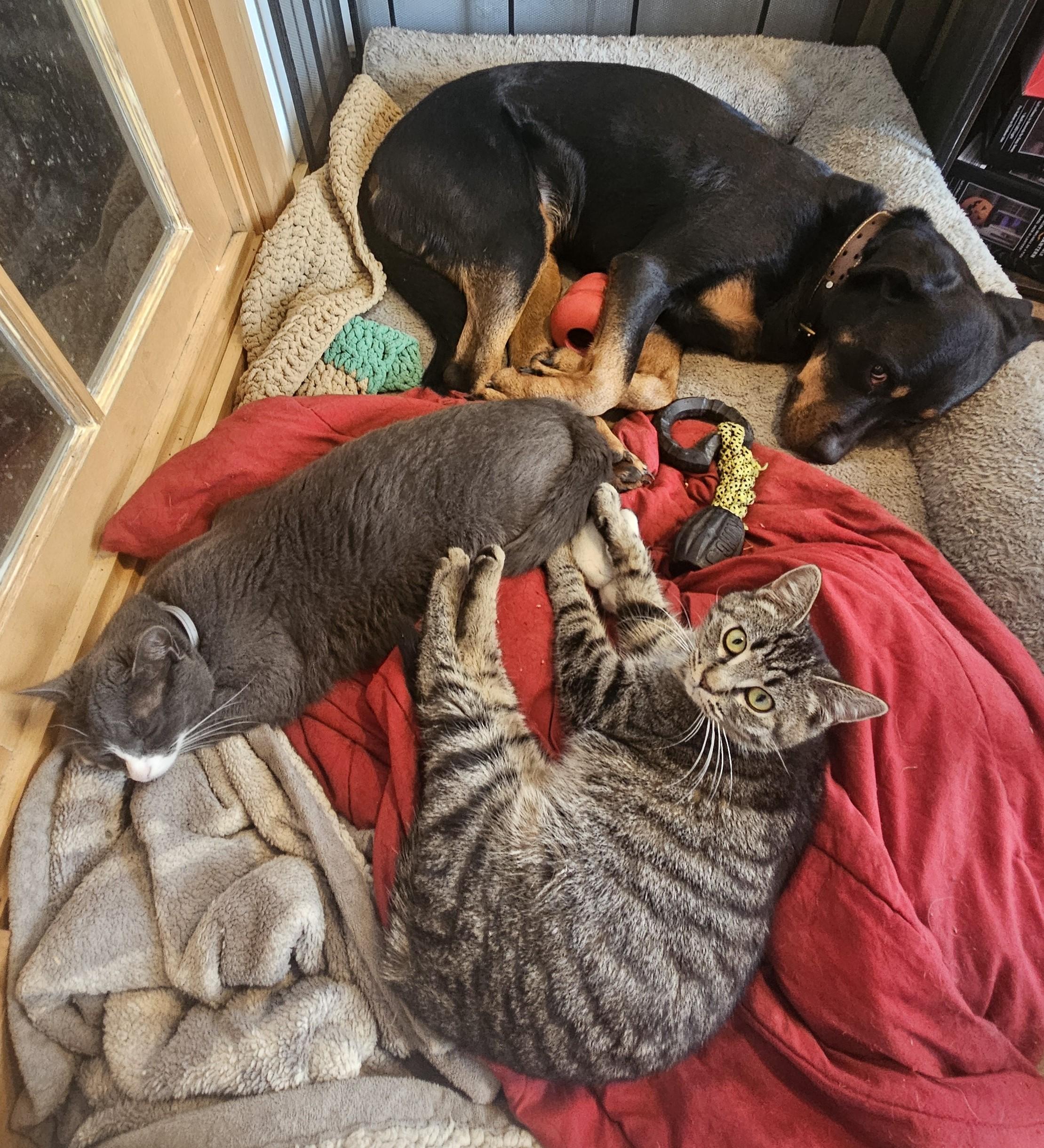 Enlarge Bo Peep, an adopted Tabby in Bennington, VT image 4/4