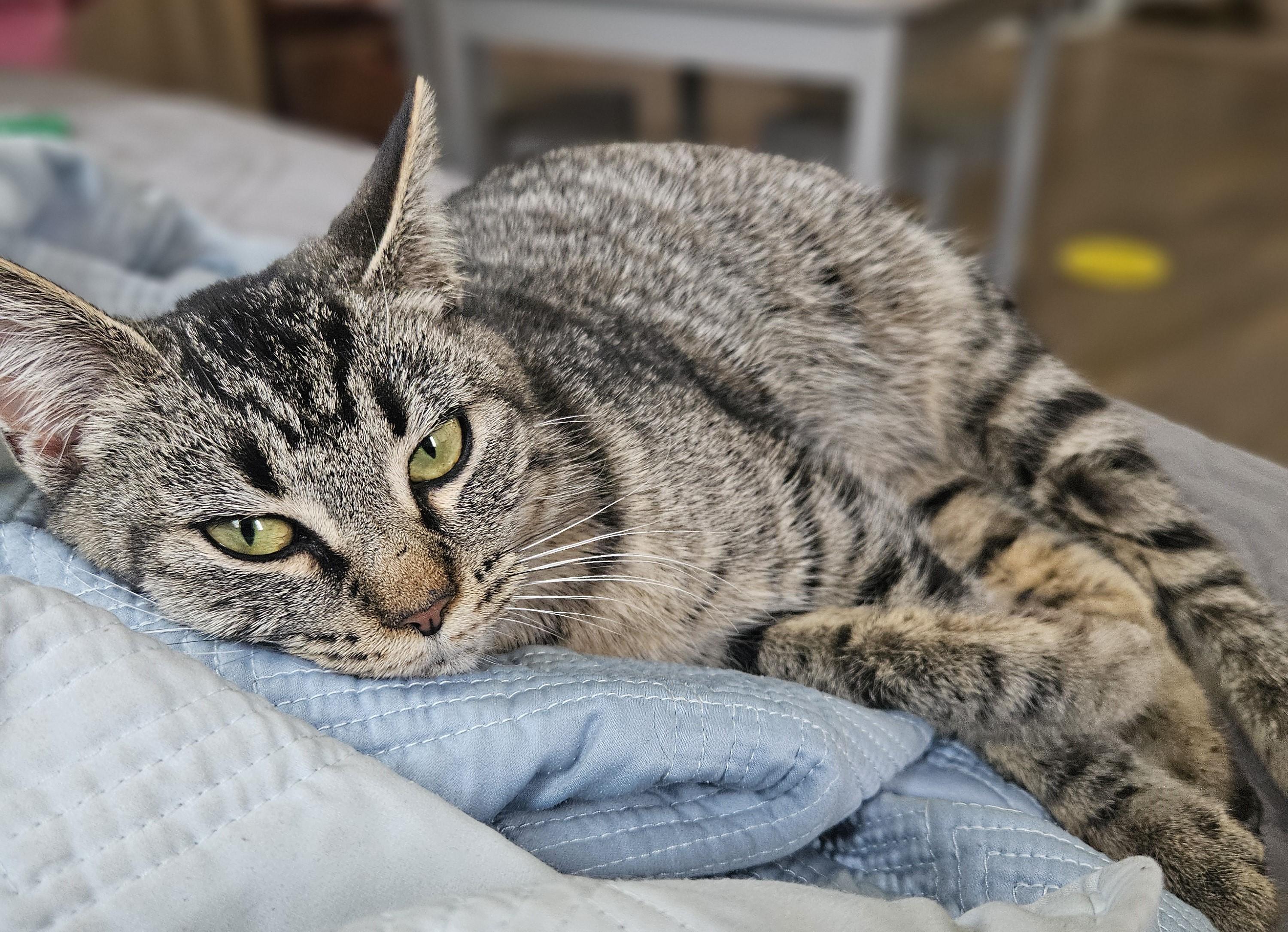 Enlarge Bo Peep, an adopted Tabby in Bennington, VT image 2/4