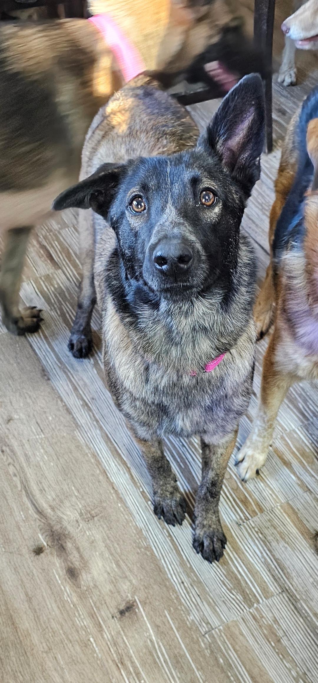 Applesauce, a Adopted mixed breed in Pocatello, ID image 2/6