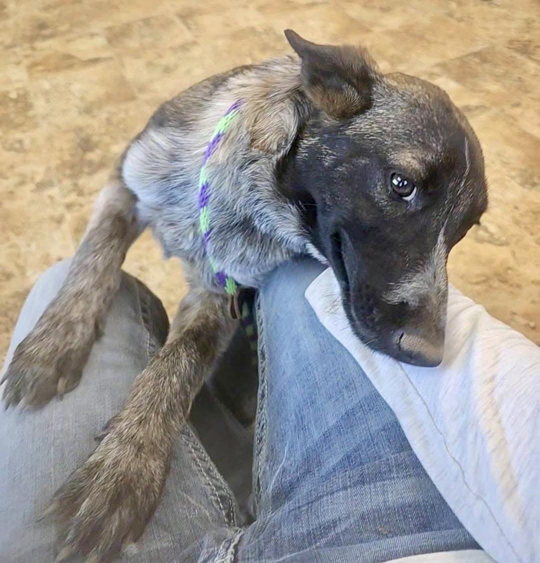 Applesauce, Adopted, Young Female German Shepherd Dog & Australian Cattle Dog / Blue Heeler.