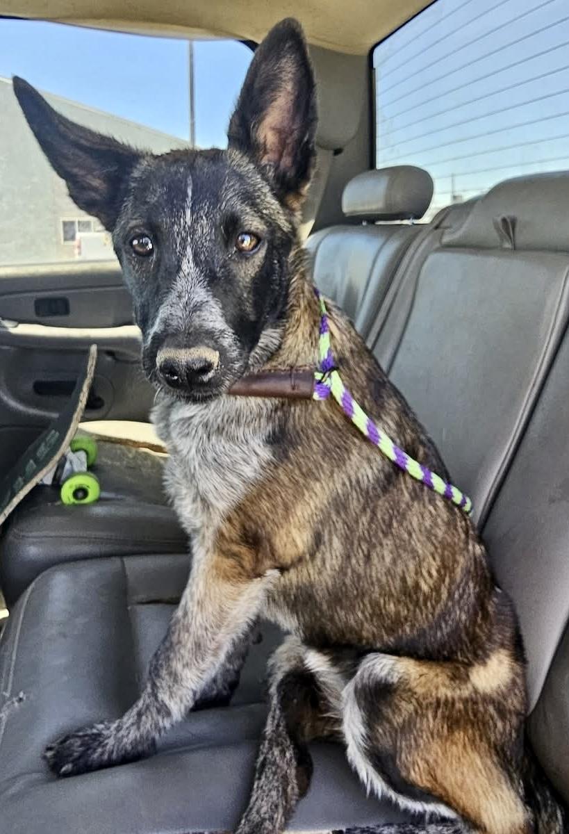 Applesauce, a Adopted mixed breed in Pocatello, ID image 3/6