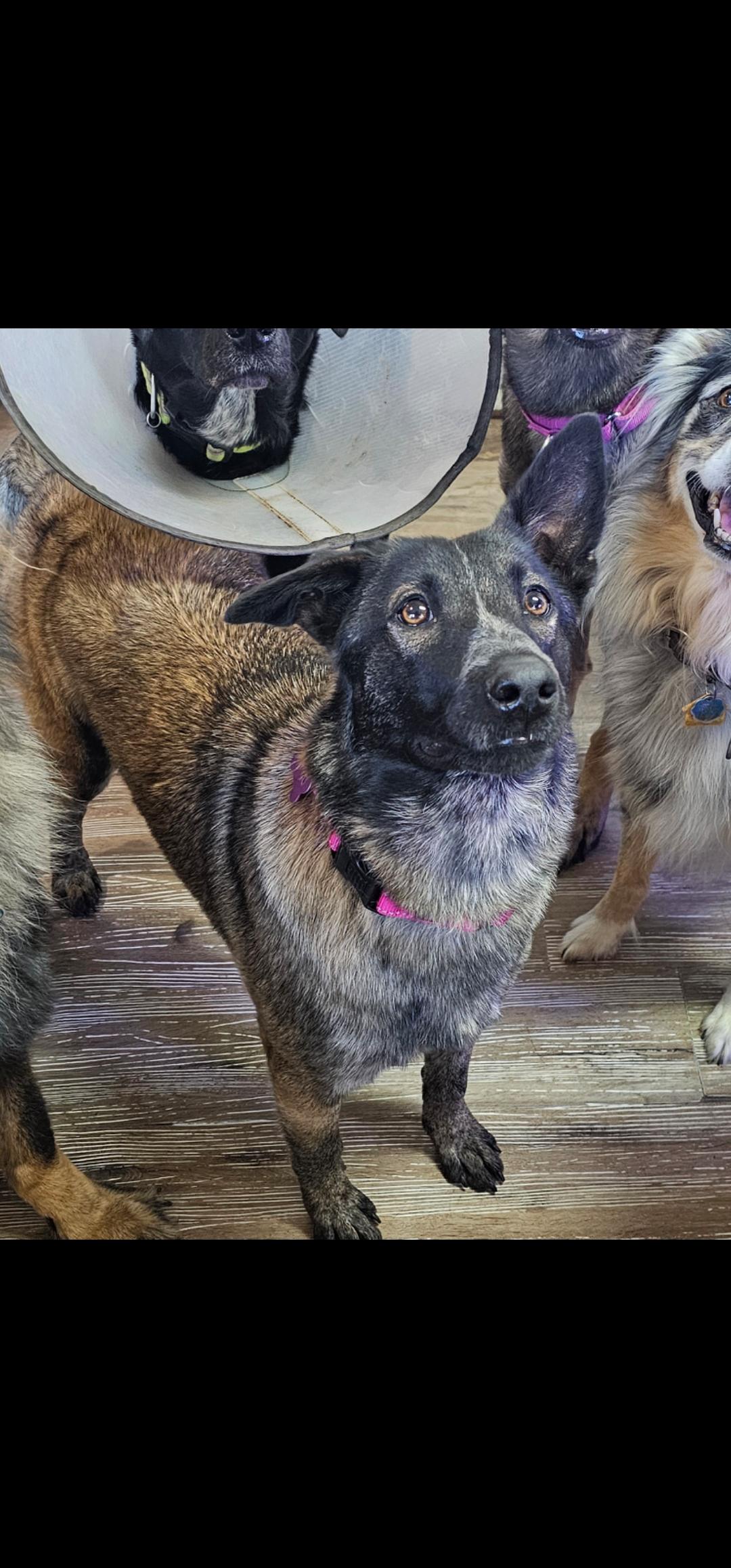 Applesauce, a Adopted mixed breed in Pocatello, ID image 4/6