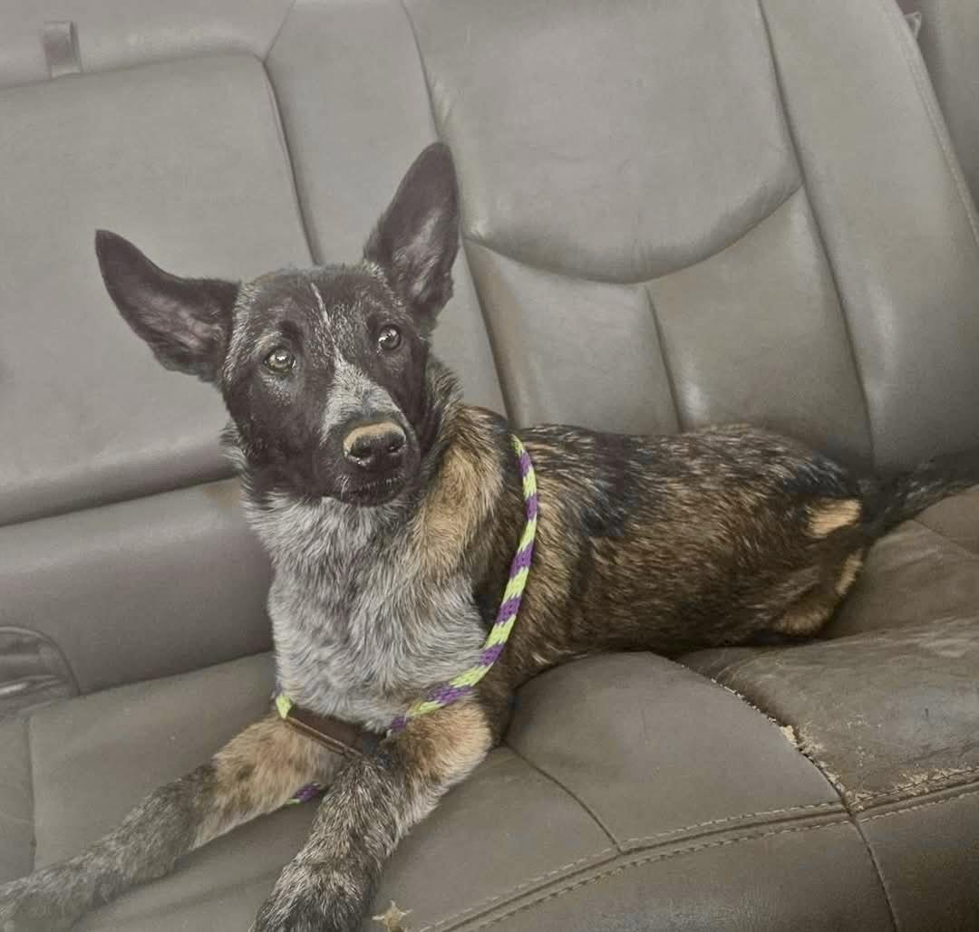 Applesauce, a Adopted mixed breed in Pocatello, ID image 5/6