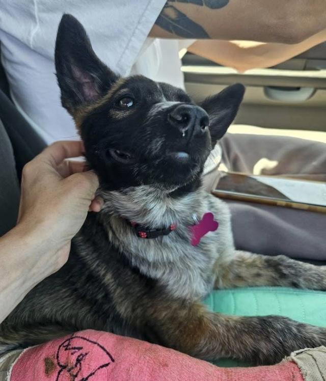 Applesauce, a Adopted mixed breed in Pocatello, ID image 6/6