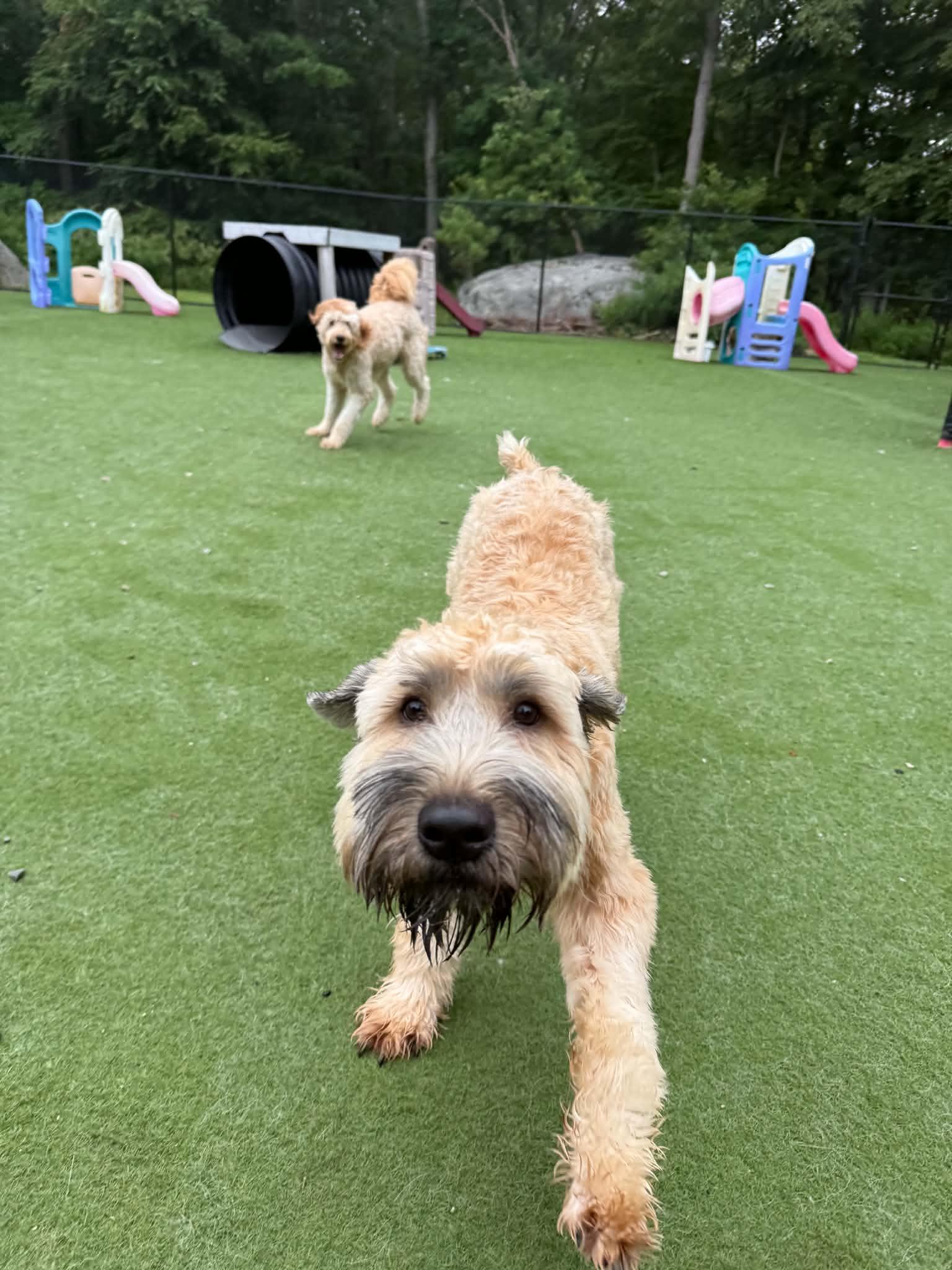 Enlarge Wyatt, a Adoptable Wheaten Terrier in Groton, CT image 2/5
