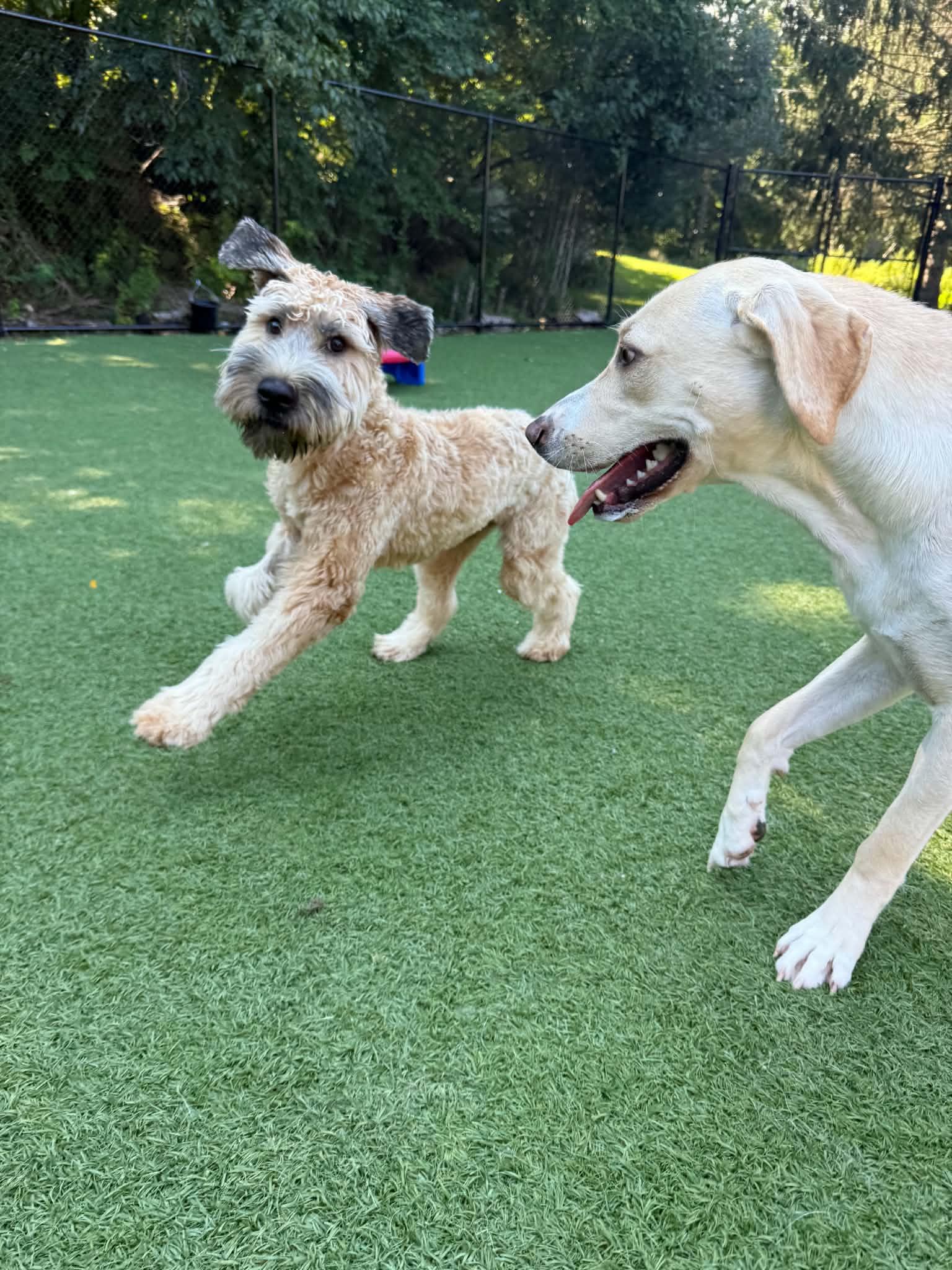Enlarge Wyatt, a Adoptable Wheaten Terrier in Groton, CT image 5/5