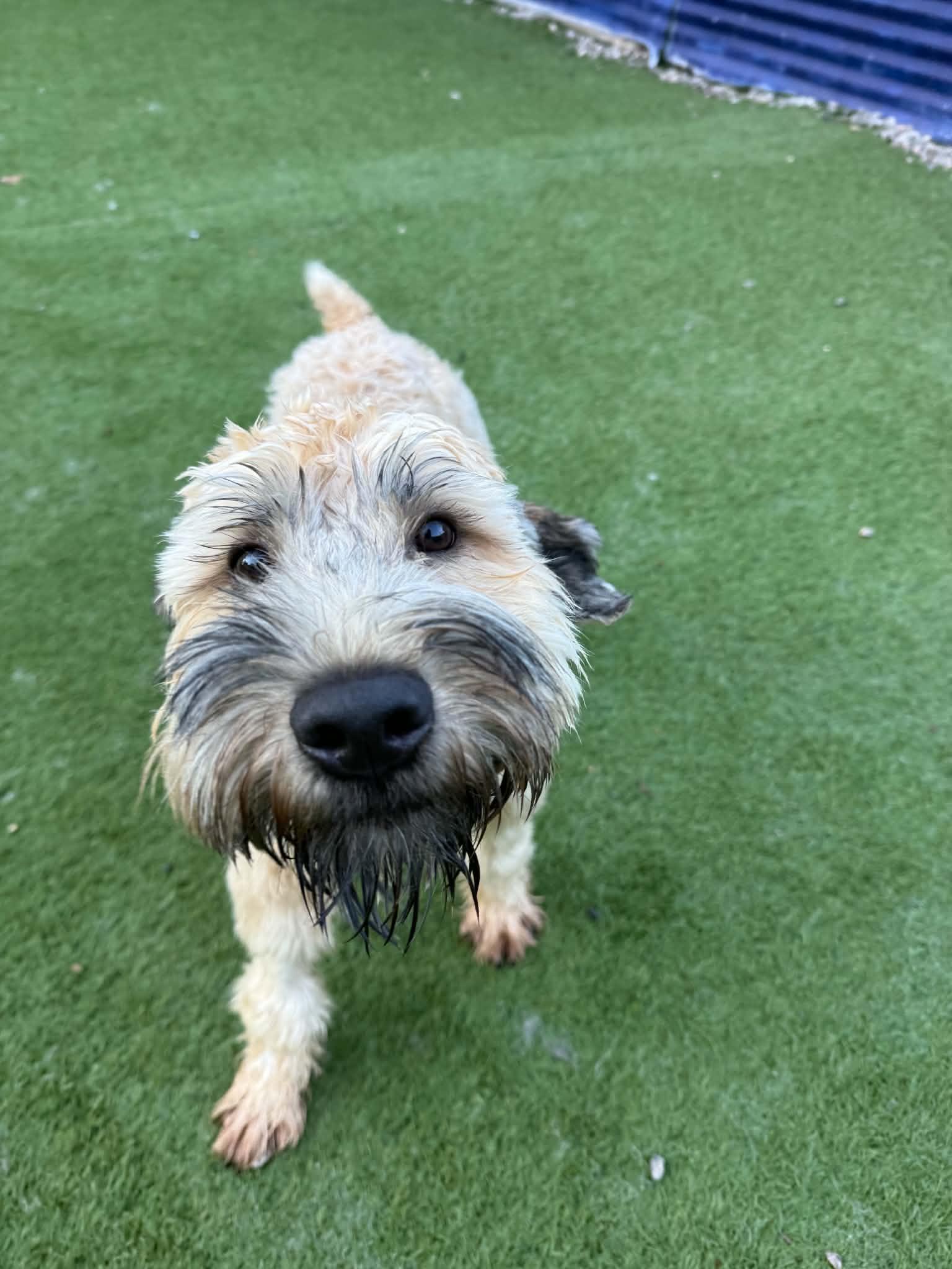 Enlarge Wyatt, a Adoptable Wheaten Terrier in Groton, CT image 3/5