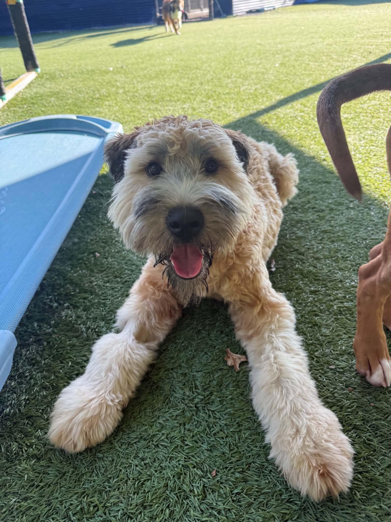 Enlarge Wyatt, a Adoptable Wheaten Terrier in Groton, CT image 1/5